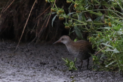 Waterral, 1e kj.  2-Zuidlaardermeergebied 18-8-2018