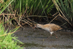 Waterral, 1e kj. 2  Zuidlaardermeergebied 20-8-2017