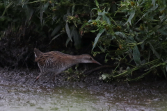 Waterral, 1e kj.  3-Zuidlaardermeergebied 18-8-2018