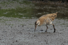 Waterral, 1e kj. 3  Zuidlaardermeergebied 20-8-2017