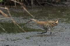 Waterral, 1e kj. 4  Zuidlaardermeergebied 20-8-2017