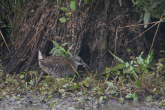 Waterral, 1e kj.  Zuidlaardermeergebied 23-8-2018