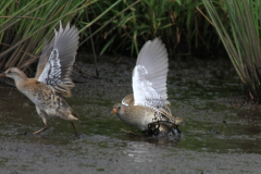 Waterral, 1e kj. en Porseleinhoen   Zuidlaardermeergebied 20-8-2017