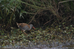 Waterral 2-Zuidlaardermeergebied 18-8-2018 b