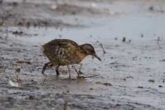 Waterral, juv.   Zuidlaardermeergebied 11-8-2019