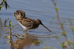 Watersnip 1-Friesland 5-9-2023