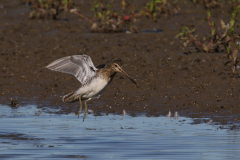 Watersnip 2-Friesland 6-9-2023