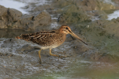 Watersnip 2-Lauwersmeer 17-8-2012