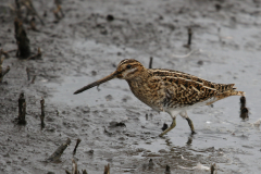 Watersnip 2-Zuidlaardermeergebied 12-9-2018