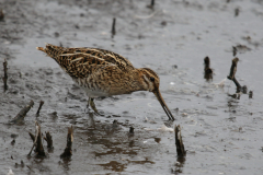 Watersnip 3-Zuidlaardermeergebied 12-9-2018