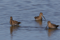 Watersnip 4-Friesland 6-9-2023