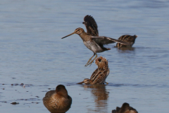 Watersnip-Friesland 6-9-2023