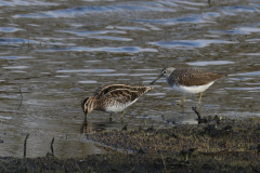 Watersnip en Witgat 1  Groningen-prov. 13-4-2019