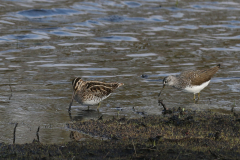 Watersnip en Witgat  Groningen-prov. 13-4-2019