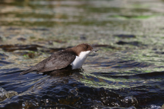 Zwartbuikwaterspreeuw 1-Drenthe 18-2-2019