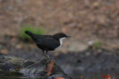 Zwartbuikwaterspreeuw 4-Drenthe 18-10-2017