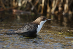 Zwartbuikwaterspreeuw-Drenthe 18-2-2019