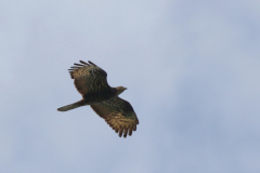 Wespendief, adult ♀ 3-Drenthe 5-8-2021