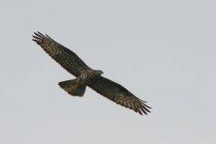 Wespendief, adult ♀ 4  Limburg 19-6-2012