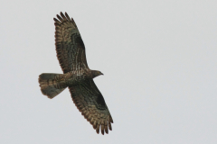 Wespendief, adult ♀ 5  Limburg 19-6-2012