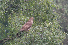 Wespendief, adult ♀  Limburg 19-6-2012