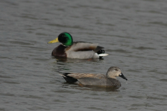 Krakeend en Wilde eend-Zuidlaardermeergebied 1-4-2015