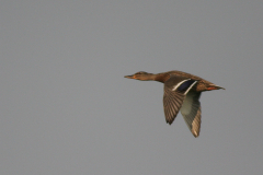 Wilde eend, ♀  Groningen-stad 2-4-2007