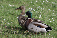 Wilde eend, ♂ en ♀ -Schiermonnikoog 12-5-2021 b