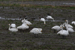 Wilde - en Kleine zwaan 1-Lauwersmeer 26-12-2020 b