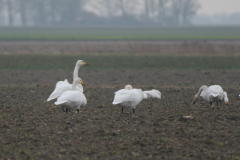 Wilde zwaan 1  Groningen-prov. 25-12-2007