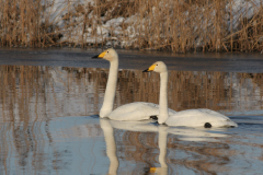 Wilde zwaan-Zuidlaardermeergebied 30-1-2010