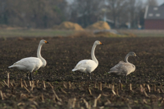 Wilde zwaan, adult en 1e kj.  Groningen-prov. 22-12-2013