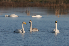 Wilde zwaan, adult en 1e kj.  Groningen-prov. 28-12-2009