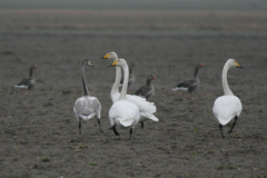 Wilde zwaan, adult en 2e kj. 1  Groningen-prov. 13-1-2008