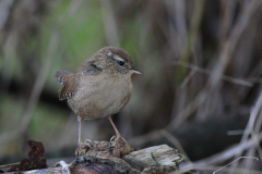 Winterkoning 1-Texel 7-10-2014