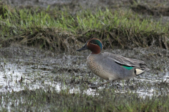 Wintertaling, ♂ 1  Groningen-kust 11-4-2012