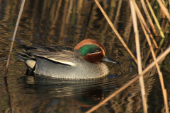 Wintertaling, ♂ 2  Onlanden 24-11-2016