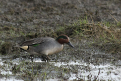 Wintertaling, ♂  Groningen-kust 11-4-2012