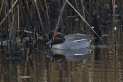 Wintertaling, ♂  Groningen-prov. 28-2-2024