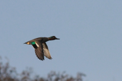 Wintertaling, ♂  Groningen-stad 23-1-2016