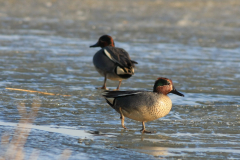 Wintertaling, ♂  Groningen-stad 27-3-2013