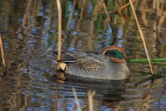 Wintertaling, ♂  Onlanden 24-11-2016