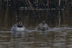 Wintertaling, ♂ en ♀ 1  Groningen-prov. 28-2-2024