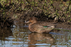 Wintertaling, 1e kj. ♂  Friesland 6-9-2023