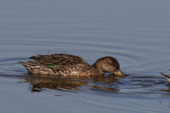 Wintertaling-Zuidlaardermeergebied 24-8-2022