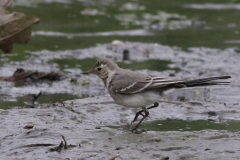 Witte kwikstaart, juv.  Lauwersmeer 5-7-2024
