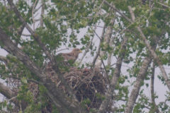 Zeearend  Groningen-prov. 22-5-2024