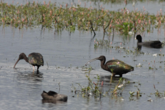 Zwarte ibis 1  Dannemeer 15-8-2016