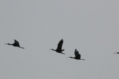 Zwarte ibis 1  Dannemeer 16-7-2016