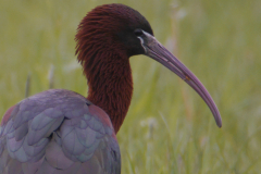 Zwarte ibis 1  Groningen-prov. 14-5-2015